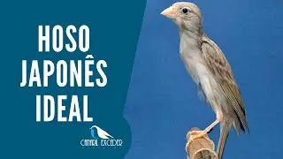 Hoso Japonês ideal .