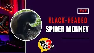 🦍 Black-headed Spider Monkey: The Agile Acrobat of the Rainforest | Amazing Planet 🌳
