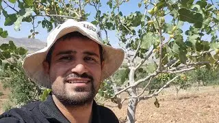 KIŞIN EN SOĞUK GÜNÜNDEN, YAZIN EN SICAK AYINA KADAR ANTEPFISTIĞI BAHÇE KONTROLLERIMIZ!!!