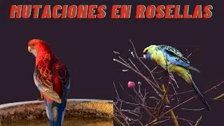 🦜👉Mutaciones y variedades en Rosellas Multicolor (Platycercus Eximius)