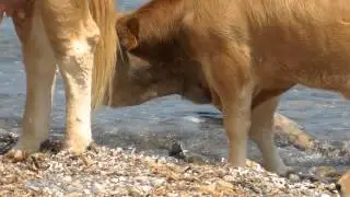 Sulla spiaggia di Tamarone 1...