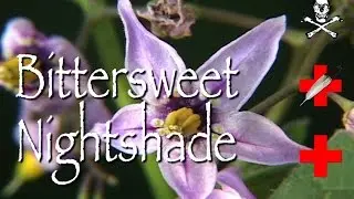 Bittersweet Nightshade: Poison & Medicinal