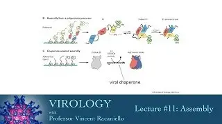 Virology 2014 lecture #11 - Assembly
