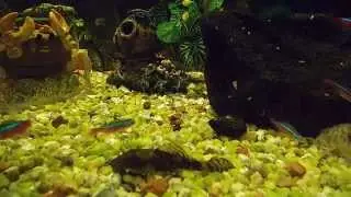 Otocinclus searching for food