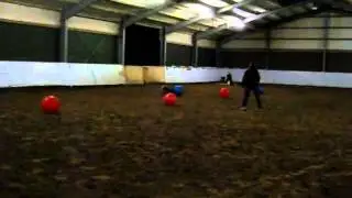 Treibball/Slalom