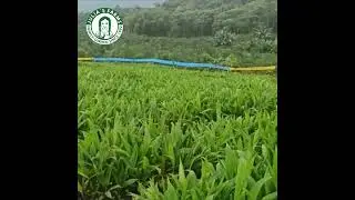 Juila's Farms Palmito Fields