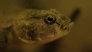 Beyond the Menai: Hidden Predator