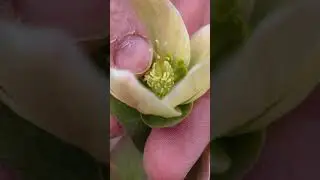 Let's Botanize - Hellebore #shorts #botany #plantscience #chemistry #letsbotanize