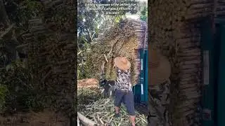 Perfectly Sizing Sugarcane for Transport.