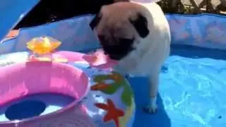 RIP Floatie