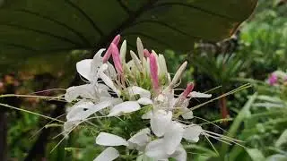 spider flower time-lapse