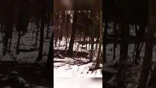Deer hunting With Shot gun Give me title of this #hunting #junglelife #animals #deer #foresthunting