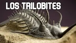 Los trilobites. (Paradoxides gracilis)