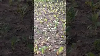 Keep Planting Goodness | Satyameva Nayakah | Gentle Reminder #24 #Integrity