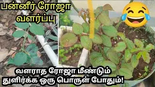வளராத ரோஜா துளிர்க்க ஒரு பொருள் போதும்#பன்னீர் ரோஜா#rose growing tips tamil#aloevera ferti