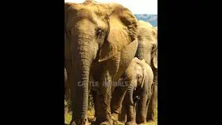 Elephant Sound #elephant #animals #shorts #short #shortvideo