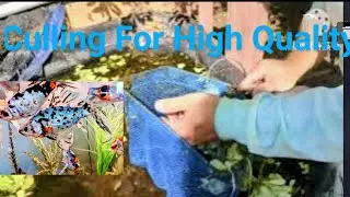 High Quality Line of Shubunkin Goldfish . Here's How. Fry and Culling .  AAA Shubunkin Goldfish
