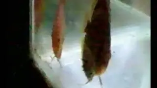 05092009001
