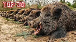 Wild boar horror story: 30 wild boars hunted this way!