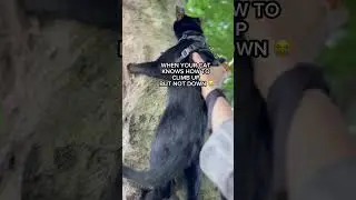 WHEN YOUR CAT CANT CLIMB DOWN 😭 #cat #cattok #cats #blackcat #funnycats #funnycatvideos #funnycat