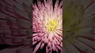 Spider Mum: A Garden's Showstopper #shorts #spider #plants @Plants-World