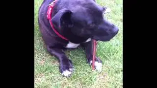 Dogs Chew On Bully Sticks!!