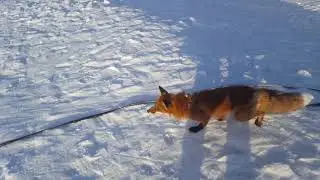 Tiki the fox walking on the frozen pond yet again (Day 648)