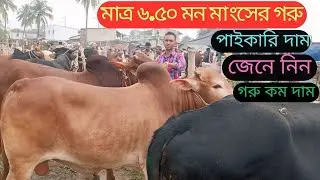 মাত্র ৬ মন ২০ কেজি মাংসের গরু || লাল কালো রং বড় ষাঁড় গরু || শাহাপুর পশুর হাট || bangladesh ||