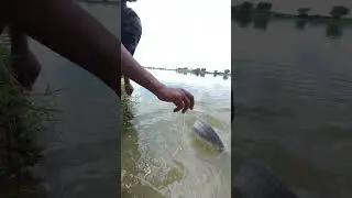 Fed the fish with eggs and caught some amazing reactions! 🐟🥚 #eggs #fishing #biggfish