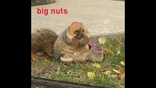 Squirrel highlight - Hall of Djalia