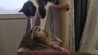 Queen HM and Lucky are playing joyfully on their cat tree/house!