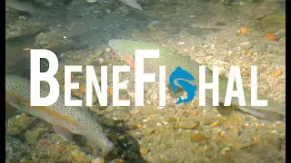 Benefishal &mdash; Почему &laquo;Artifishal&raquo; из Патагонии ошибся в своих действиях