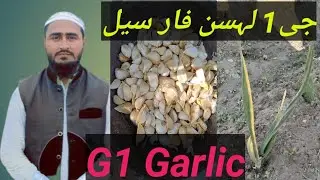 G1 Garlic For Sale |G1 Garlic| #SkTV1