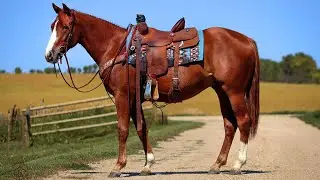 CRR Nitronita - 2023 AQHA Sorrel Gelding - SOLD