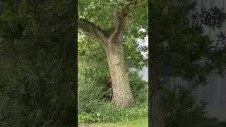 Fast & Furry! 🐿️ Epic Squirrel Chase! #Squirrel #Chase