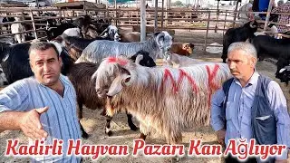 Besicilerde Şikayetçi Bu Durumdan  / Kadirli Hayvan Pazarı / 2024 Kurbanlık Fiyatları