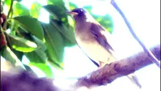 20241130 / 台北植物園 / 白腹鶇 [Turdus pallidus] (好久沒看到鶇鶇了)