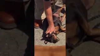 Fierce Pinscher Attacks Cesar's Pack #dogwhisperer #dog #cesarmillan
