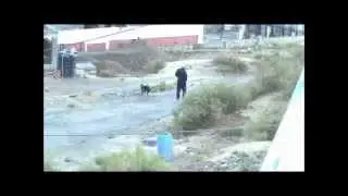 Tail Fan of Funny Dog