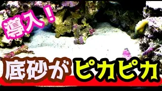 【海水魚】底砂をキレイにしてくれるサカナがやって来た！（ミズタマハゼ）