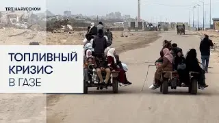 Палестинцы в Газе пересаживаются на ослиные упряжки из-за топливного кризиса