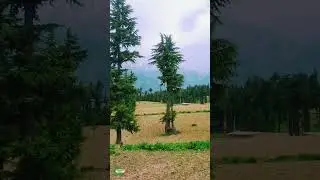 KALAM Valley Beautiful Meadows | #shorts #pakistan