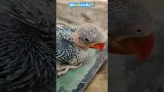 Baby first look👀 #parrot #shorts #saveanimals