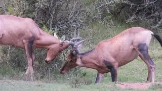 Battle of Strength &ndash; Two Hartebeest Lock Horns in the Wild #r62adventuretours