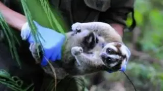 Slow loris kept as pet delights rescuers with 'exciting surprise' after forest return