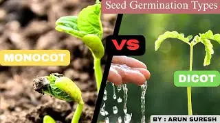 Monocot vs Dicot | Seed Germination Types Explained with Examples
