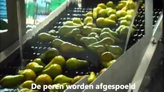 Screencast Berdien Rosmeulen 3TF Sortering Hardfruit.wmv