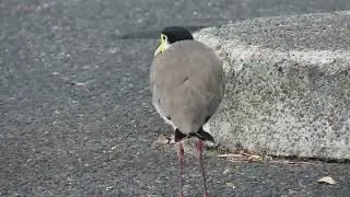 Noisy miner and masked Lapwing