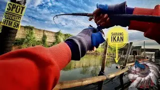 MANCING PINGGIRAN SEMARANG || Spot Potensial || Kali Kerikan Panen Ikan Lagi