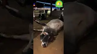Cow Accident Rescue & Treatment at Nandanvan Gaushala Rajasthan | Jai Gau Mata | Cow Rescue Story